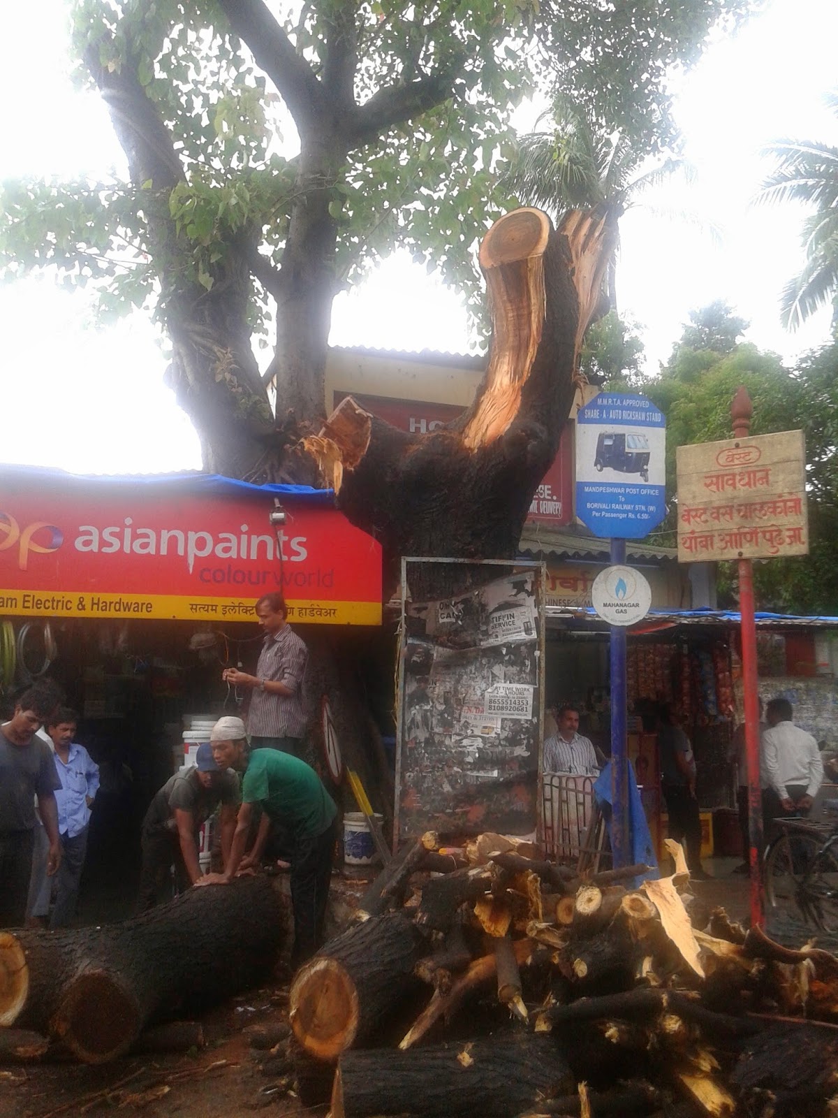 Tree Chopped By BMC Contractor, Lodged A Complain To Ward Against Garden Department